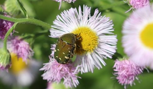 利休とハルシオン ひかたま 光の魂たち