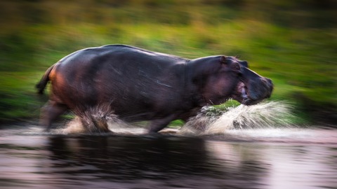 Hippo On The Run