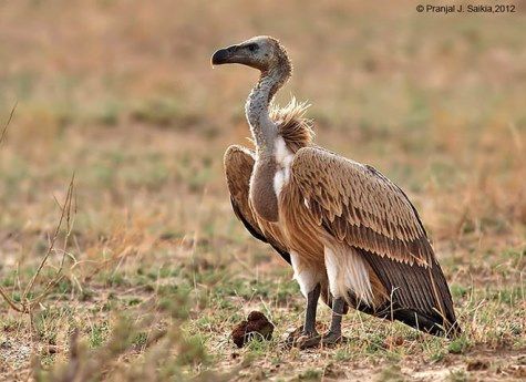 longbilled_vulture_copy1