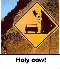 holy_cow