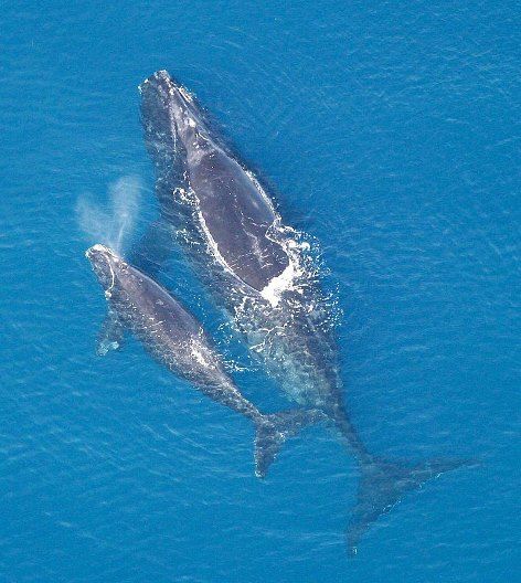 800px-Eubalaena_glacialis_with_calf