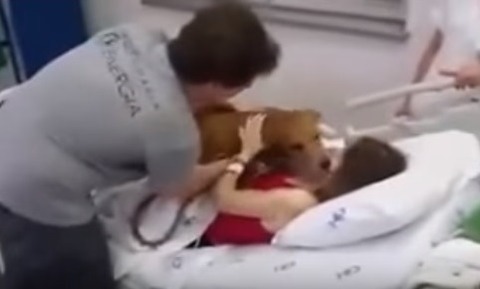 hospitaldog