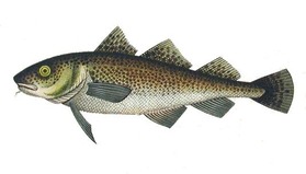 adepsタイセイヨウマダラ Gadus morrhua