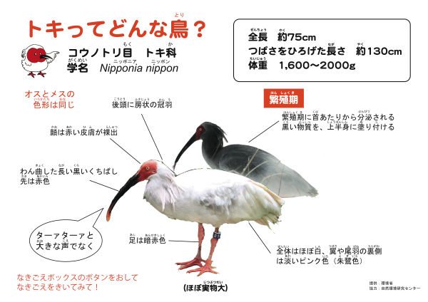 フラミンゴのお化粧 ひかたま 光の魂たち