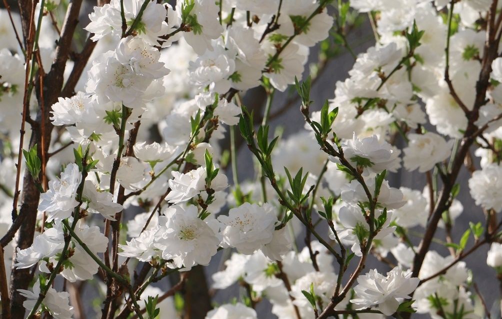 花桃 花無心招蝶 ひかたま 光の魂たち