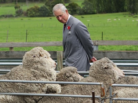prince-charles-sheep