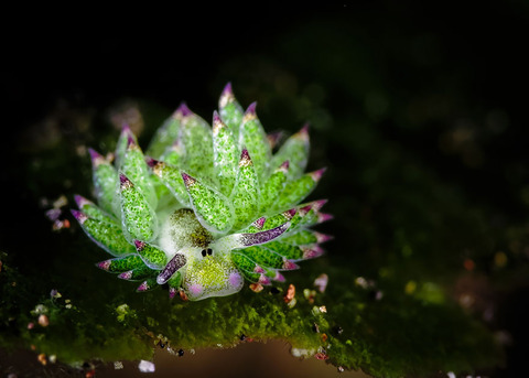 leaf-sheep-sea-slug-costasiella-kuroshimae-2