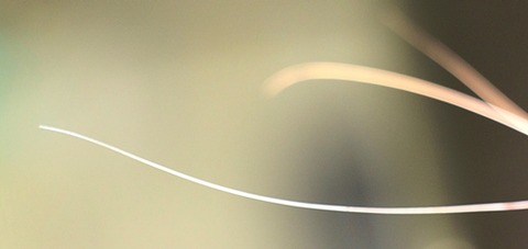 catwhiskers1blog