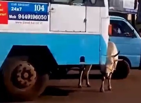 india4cow