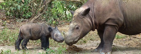 Sumatran_rhino_4