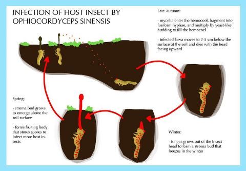 750px-Infection_of_host_insect