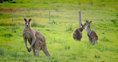kangaroo-61196_1280
