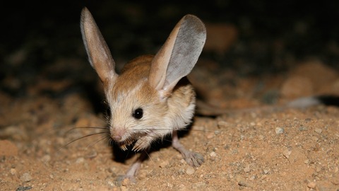 Long-eared-jerboa