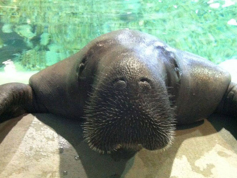 snooty-the-manatee
