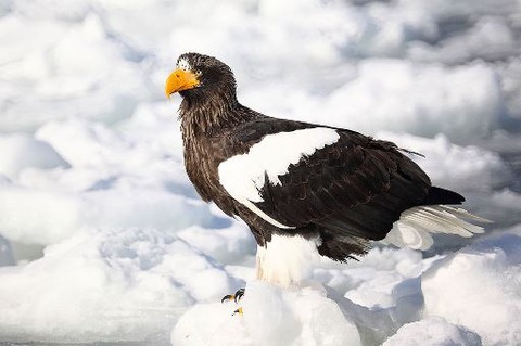 1024px-Haliaeetus_pelagicus_Hokkaido