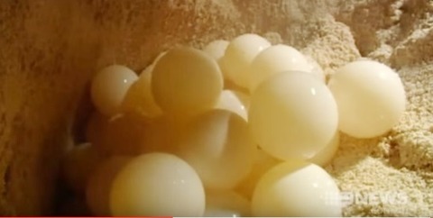 egggsbb
