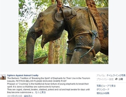 elephantride2