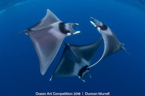 Marine-Life-Behavior_Du
