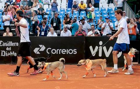 687Brazil Ball Dogs