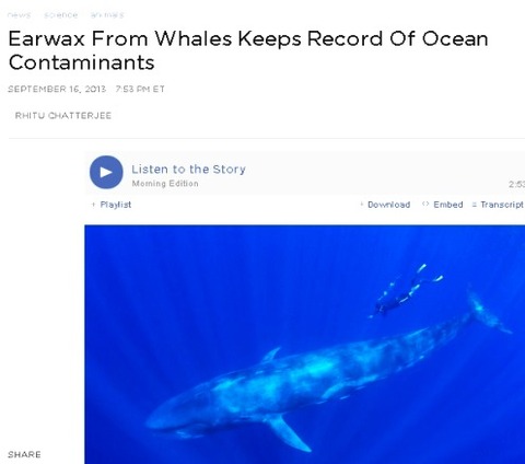 earwax