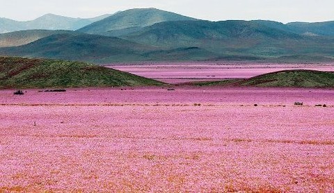 atacama-flowers-bloom-worlds-driest-desert-6