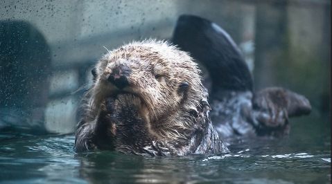 walterotter
