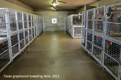 Texas-greyhound-breeding-farm-2012