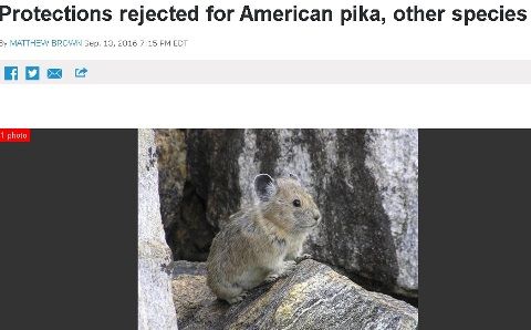 pikad