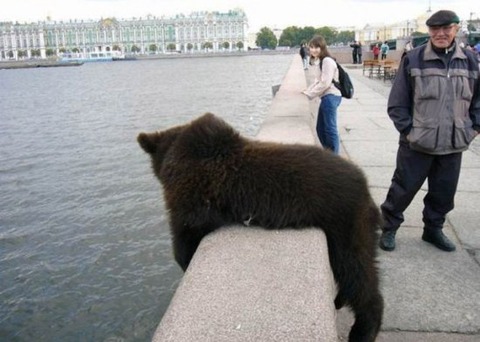 russia-bears-streets-9