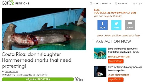 shark