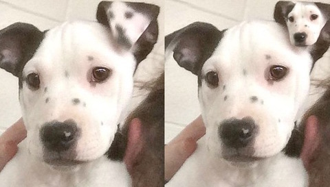 rescue-puppy-selfie
