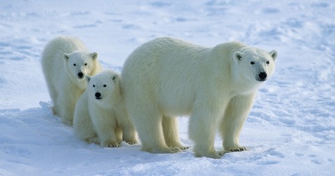 polar-bear-01