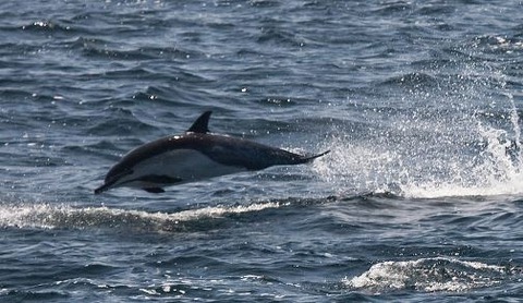 800px-Common_Dolphin_of_genus_Delphinus
