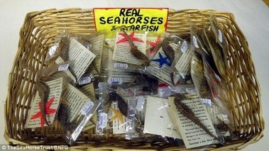 2AFC867200000578-3181192-Creatures_like_seahorses_pictured_