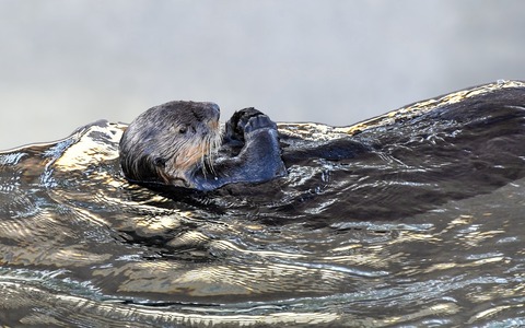 sea-otter-3314894_1280