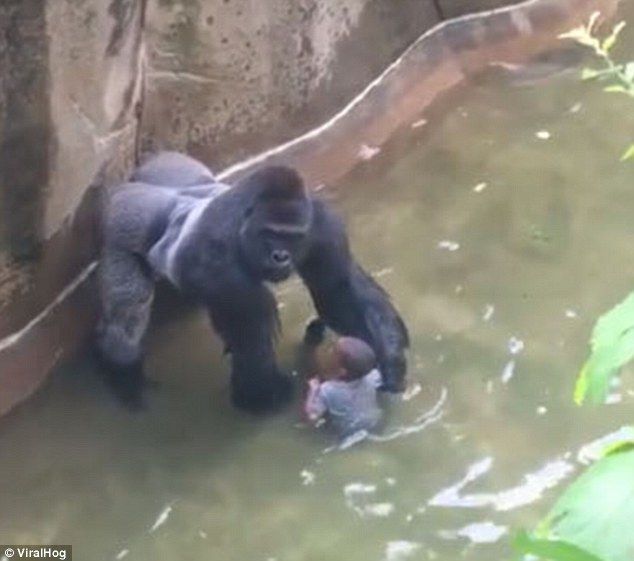 ゴリラ射殺 ひかたま 光の魂たち
