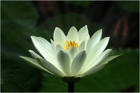 lotus-6642974__340