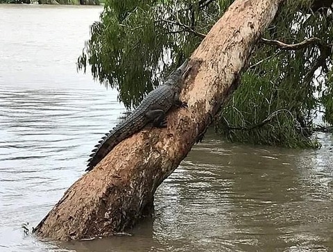9344694-6664549-The_local_wildlife_Townsville_locals_w
