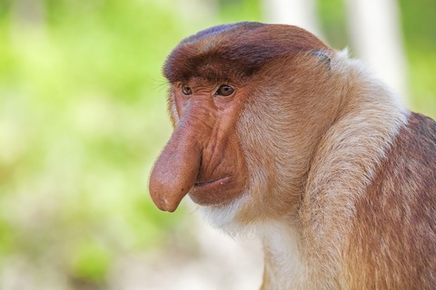 tengu