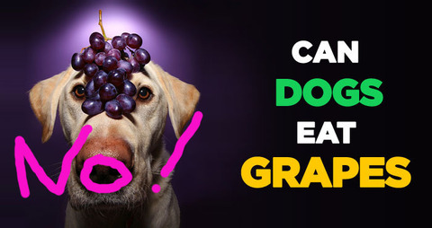Grape-and-Raisin-Poisoning-in-Dogs