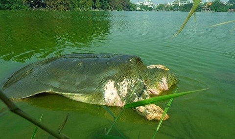 rafetus-morto-esemplare-raro