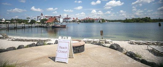 ディズニーで続くワニ殺処分 ひかたま 光の魂たち