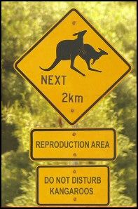 kangaroos