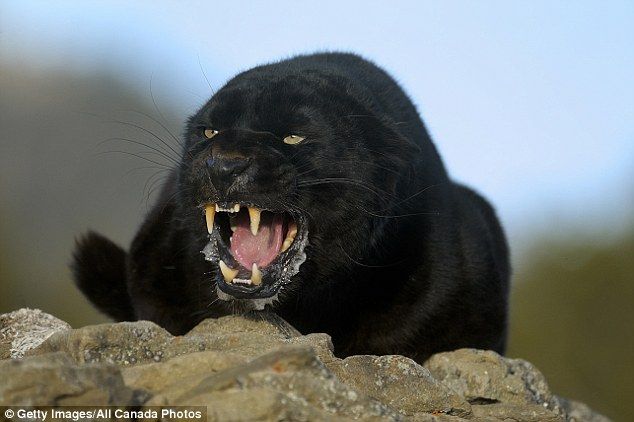英国で野生化した大型猫科動物 ひかたま 光の魂たち
