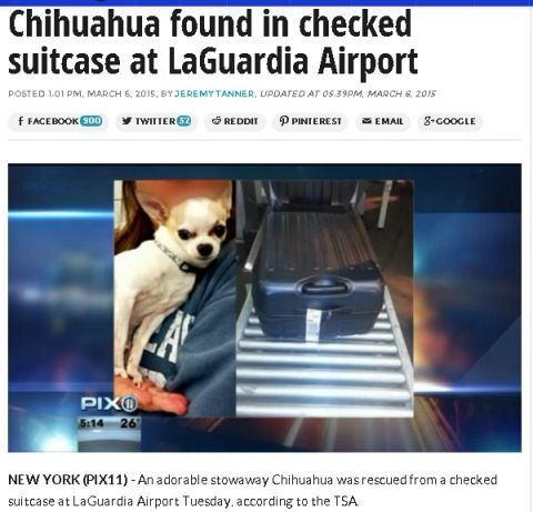 doginairport2