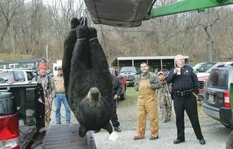 njbear4