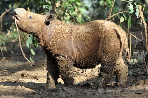 Andatu-the-rhino