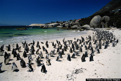 o-BOULDERS-BEACH-570