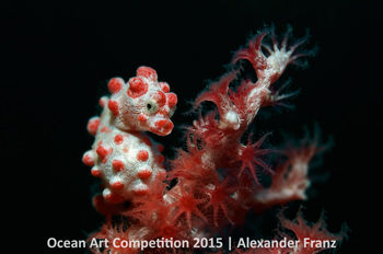 6th-m-ocean-art-2015-alexander-franz-350