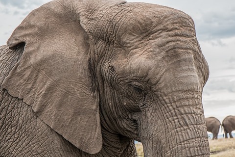 elephant-1526709_1280
